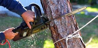 Best Tree Preservation Services  in Shavano Park, TX