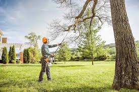 Best Tree Risk Assessment  in Shavano Park, TX