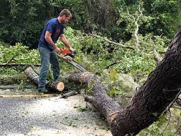 Best Tree Trimming and Pruning  in Shavano Park, TX