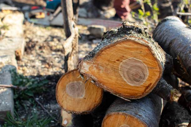 Best Emergency Tree Removal  in Shavano Park, TX