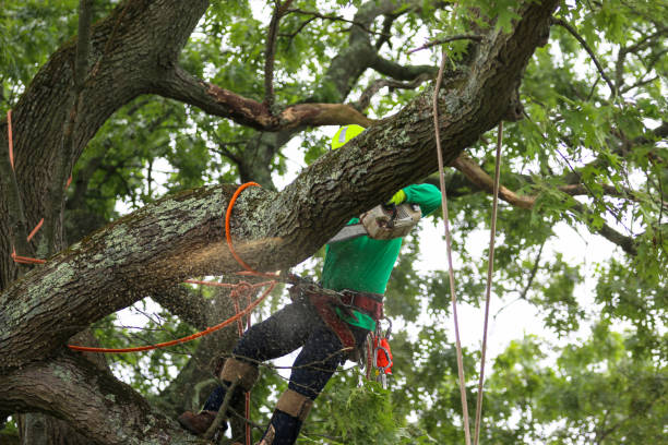 Best Hazardous Tree Removal  in Shavano Park, TX