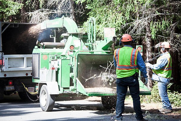 Best Grass Overseeding  in Shavano Park, TX