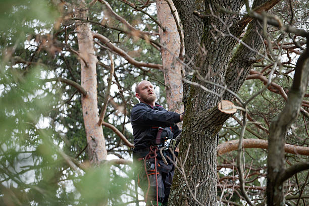 How Our Tree Care Process Works  in  Shavano Park, TX