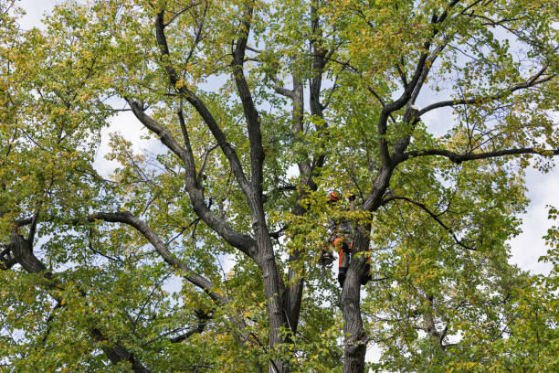 Best Tree Maintenance Programs  in Shavano Park, TX